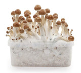 Indian Spirit ''B+'' Mushroom Growkit