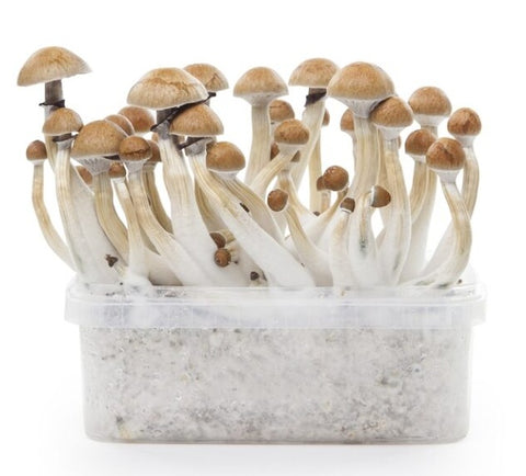 Indian Spirit ''Cambodian'' Mushroom Growkit