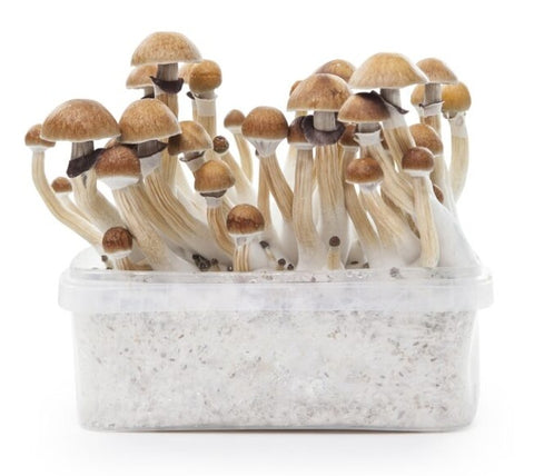 Indian Spirit ''McKennaii'' Mushroom Growkit