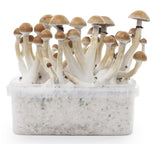 Indian Spirit ''Thai'' Mushroom Growkit